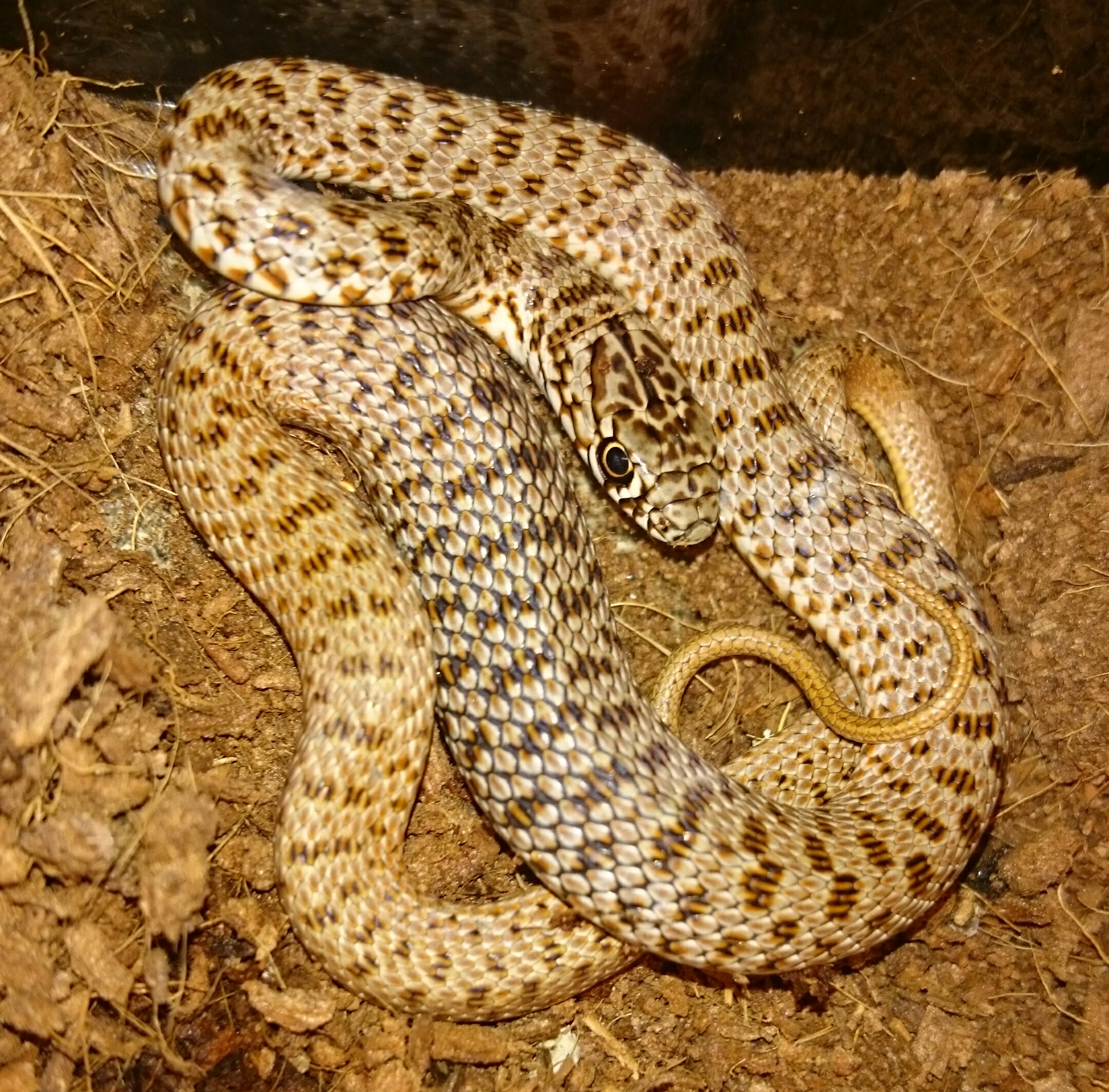 Dolichophis schmidti male