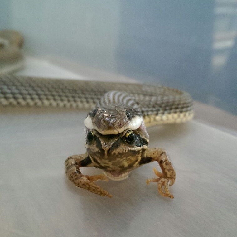 Liophis s modestus male