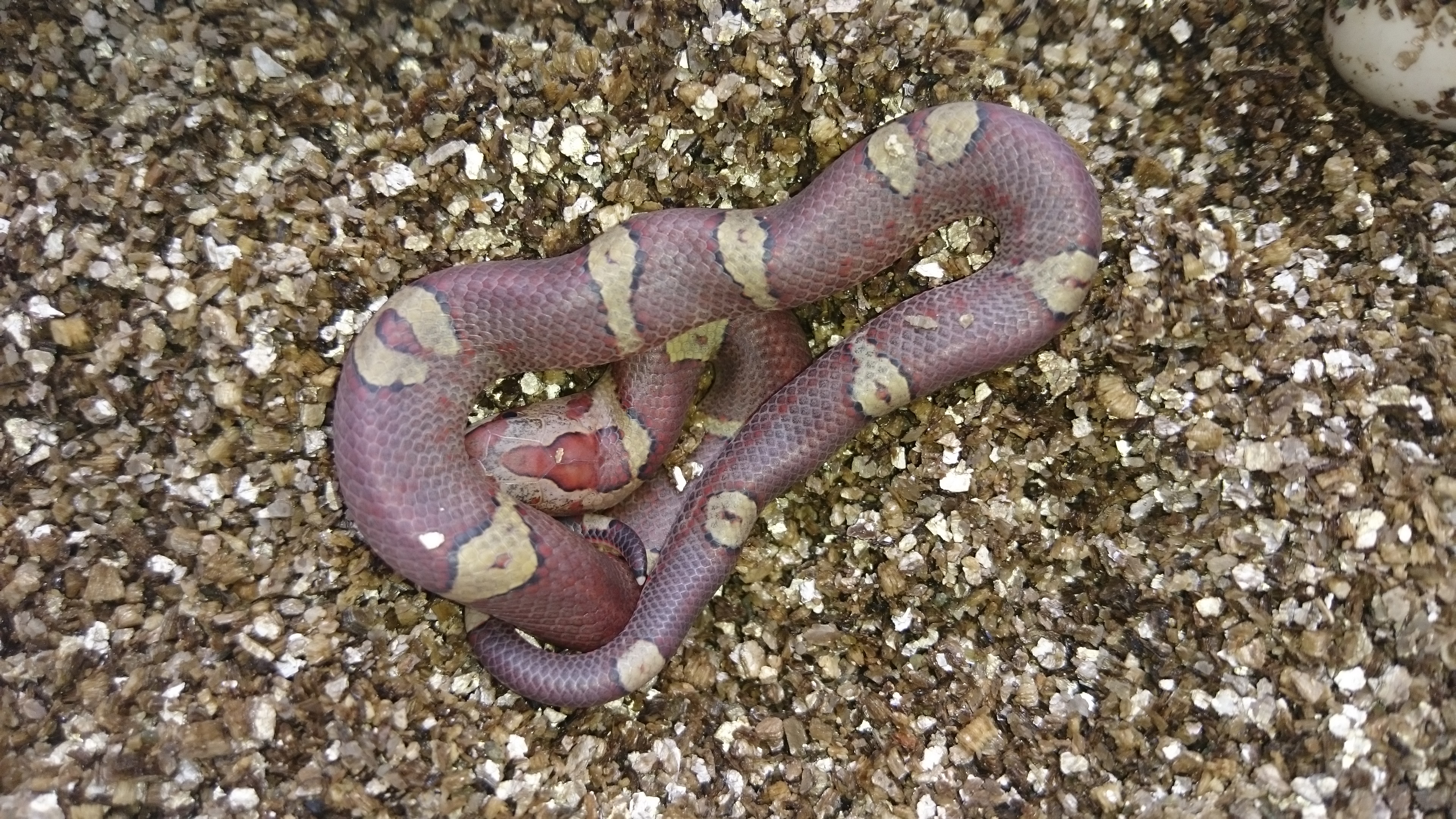 oligodon purpurascens